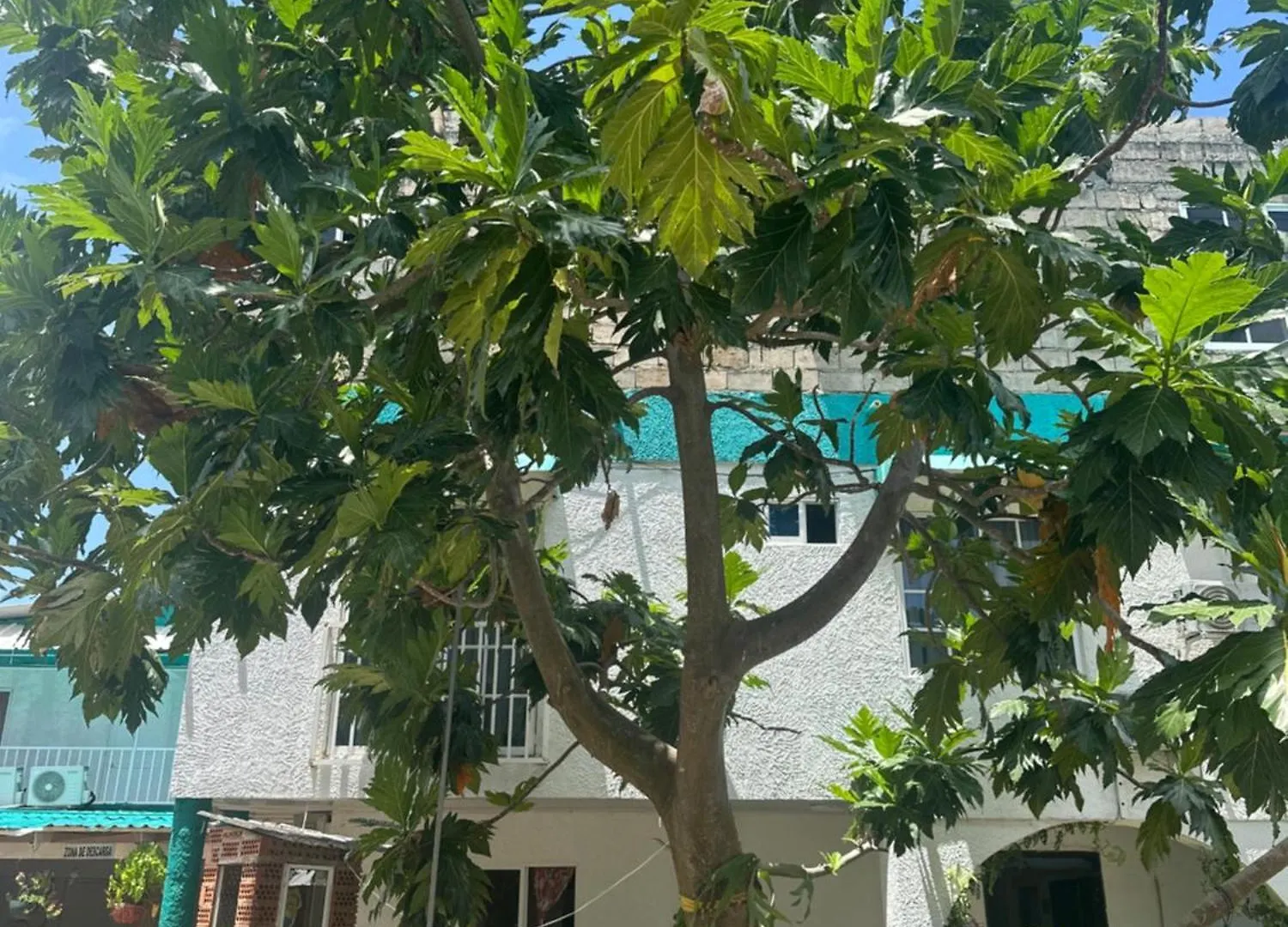 Apartahotel Hosteria Cattleya San Andrés